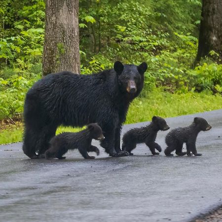 Smoky Mountain Gem Villa Gatlinburg Luaran gambar