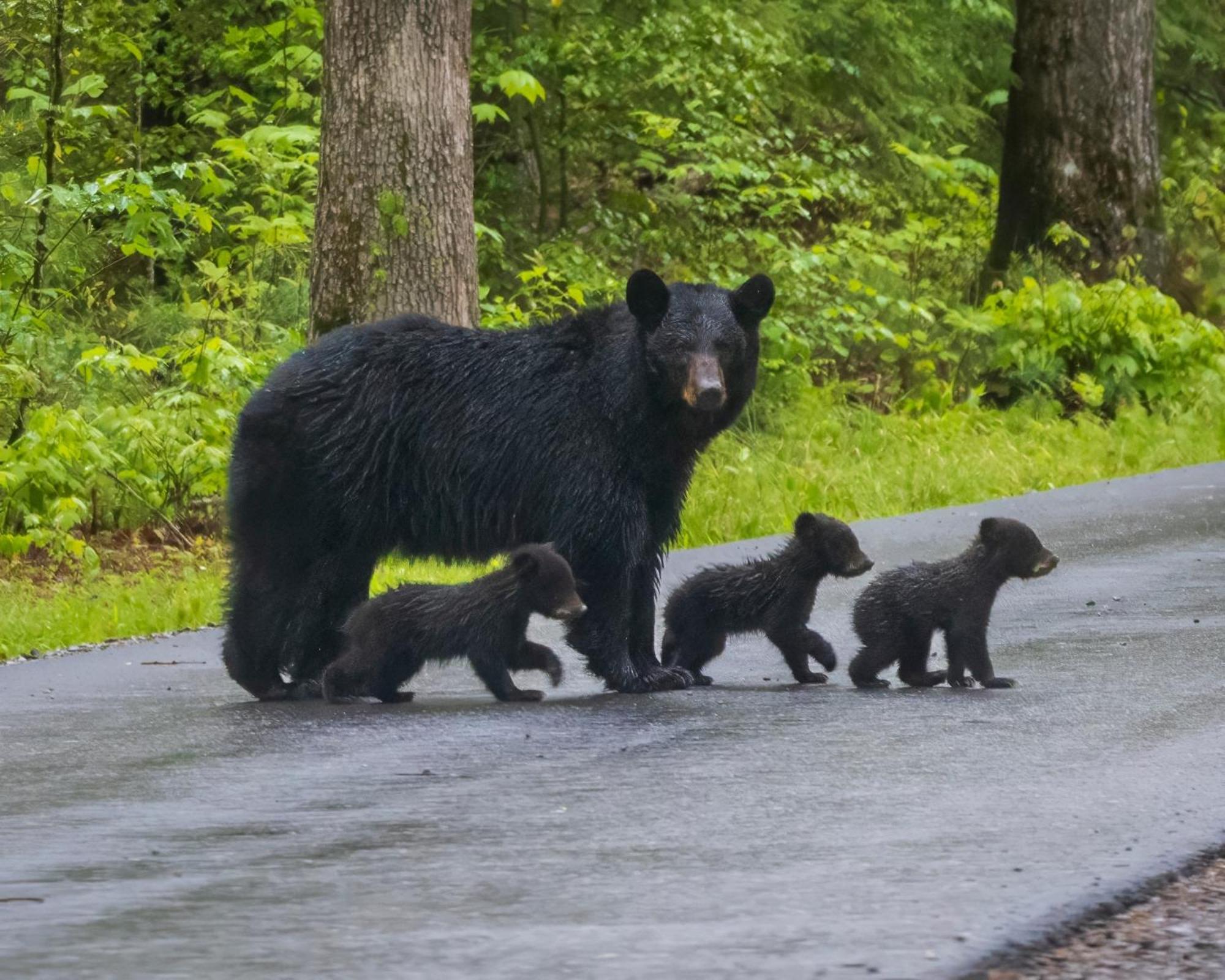 Smoky Mountain Gem Villa Gatlinburg Luaran gambar